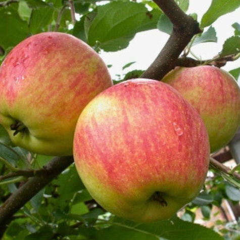 Õunapuu Cox’s Orange Renette – paljasjuursed istikud