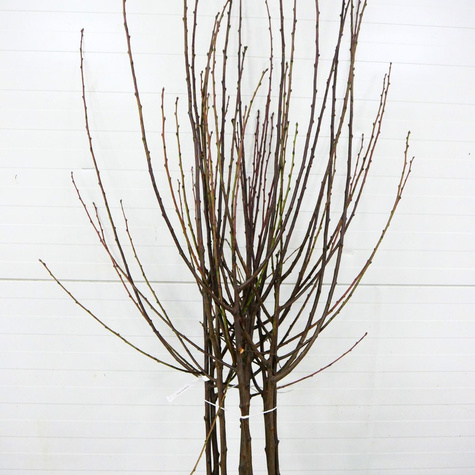 Ploomipuu Jerozolimka virsikuline Renkloda – paljasjuursed istikud