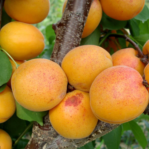 Aprikoosipuu Goldrich – paljasjuursed istikud