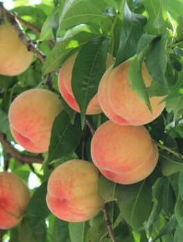 Virsikupuu Harnas – paljasjuursed istikud