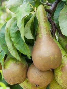 Pirnipuu Konferencja – paljasjuursed istikud