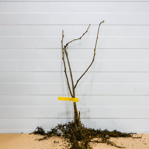 Sarapuu Webba Cenny – paljasjuursed istikud