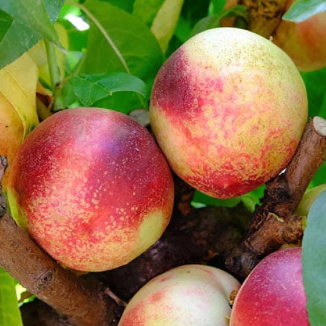 Nektariinipuu Artic Jay – paljasjuursed istikud