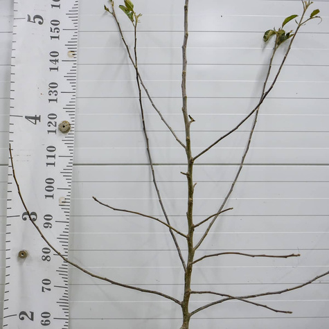 Õunapuu Jonagold DeCosta – paljasjuursed istikud