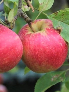 Õunapuu Jonatan – paljasjuursed istikud