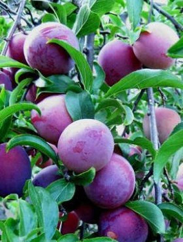 Ploomipuu Renklode Althana – paljasjuursed istikud