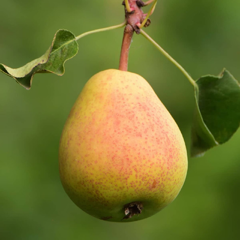 Pirnipuu Klapsa Faworytka – paljasjuursed istikud