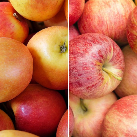 Duo Õunapuu Szampion + Gala – paljasjuursed istikud