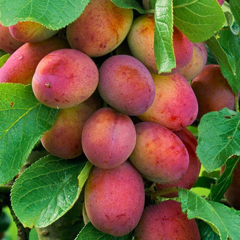 Śliwa typu Kalipso START PACK ® 