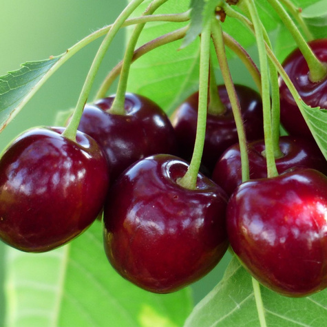 Wiśnia Groniasta z UJF START PACK ® 