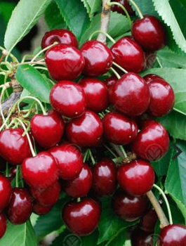 Maguskirsipuu Sam – paljasjuursed istikud