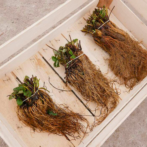 "Albion" roniv, korduvviljuv maasikas - Maasikataimed 10 tk