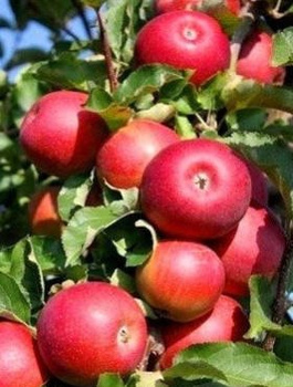 Õunapuu Rubin – paljasjuursed istikud