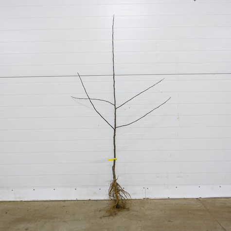 Õunapuu Kuldne Reneta – paljasjuursed istikud