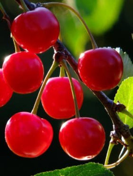 Hapukirsipuu Wanda – paljasjuursed istikud