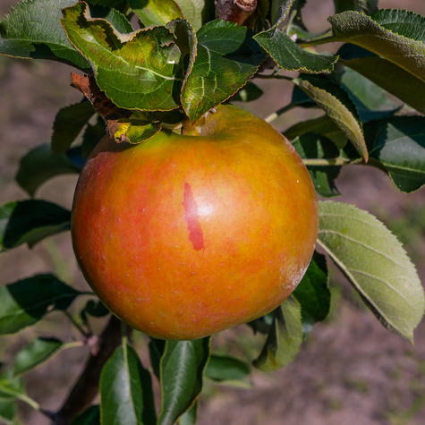 Jabłoń kolumnowa Suncats START PACK ®