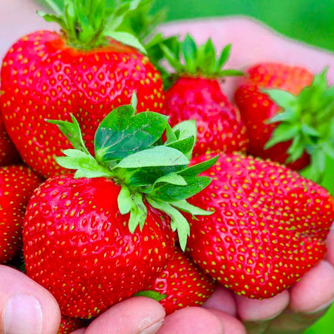 "Dukat" keskmiselt varajane - Maasikataimed 10 tk