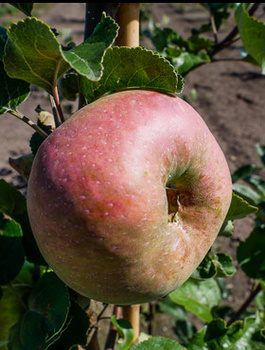 Õunapuu Kronselska – paljasjuursed istikud