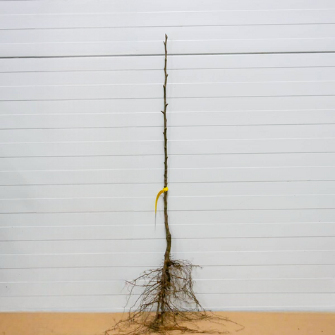 Pirnipuu Aasia Early Shu – paljasjuursed istikud