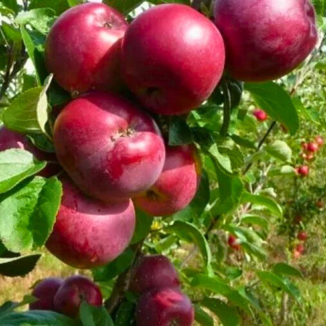 Õunapuu Cortland Wicki – paljasjuursed istikud