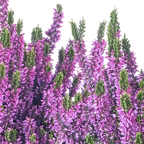 Kanarbik violetne pungaline – istikud