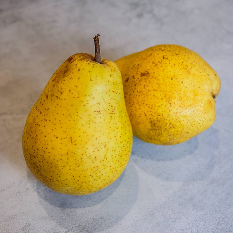 Pirnipuu Lukasowka – paljasjuursed istikud