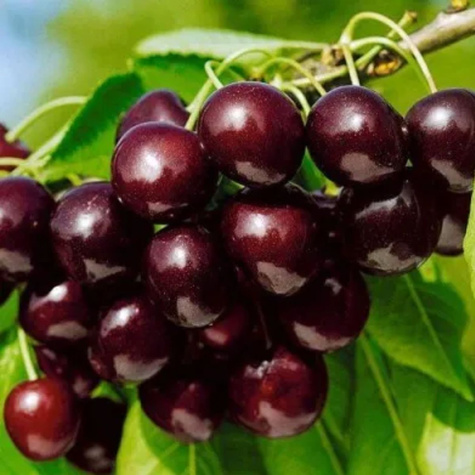 Maguskirsipuu sambakujuline vorm Victoria – paljasjuursed istikud