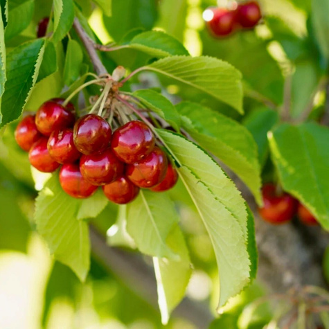 Wiśnia Turgieniewska Turgieniewka słodka START PACK