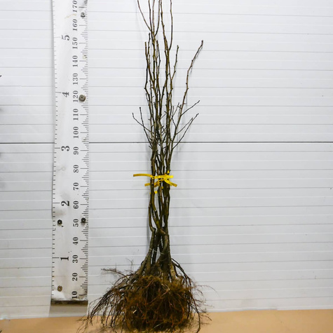 Pirnipuu Dicolor – paljasjuursed istikud