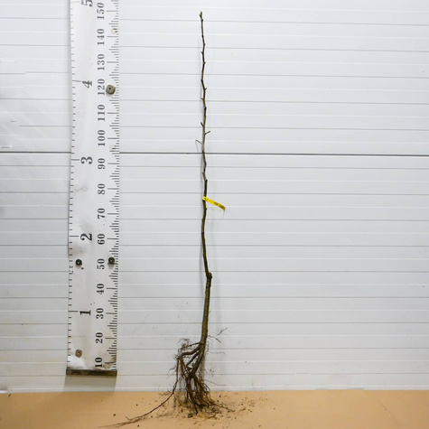 Pirnipuu Dicolor – paljasjuursed istikud