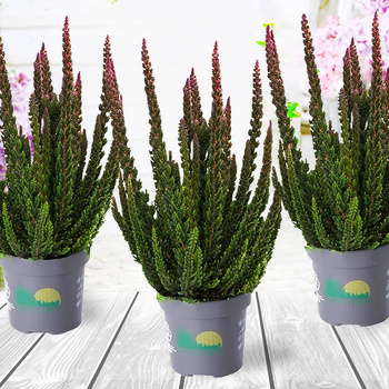 Kanarbik Skyline Havanna antratsiidivärvi – istikud