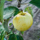 Jabłoń Oliwka Żółta Papierówka START PACK
