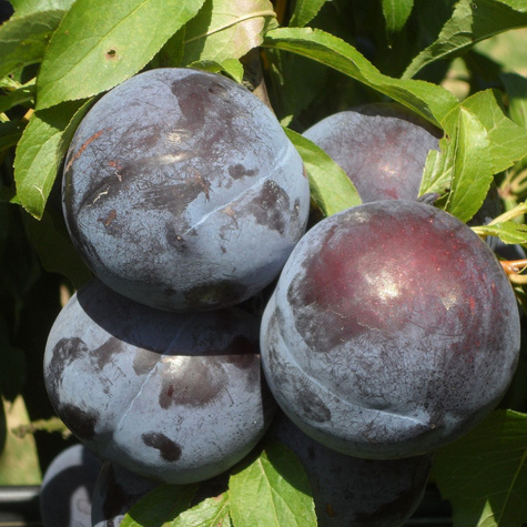 Ploomipuu (jaapani) Angelo – paljasjuursed istikud