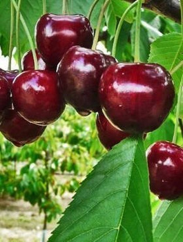 Maguskirsipuu Fabiola – paljasjuursed istikud