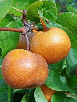 Pirnipuu Aasia Chojuro – paljasjuursed istikud