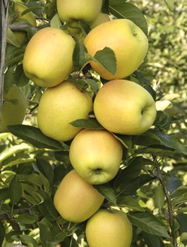 Õunapuu Moon Light sambakujuline — paljasjuursed istikud