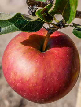 Õunapuu Jeronimo Red Delicious – paljasjuursed istikud