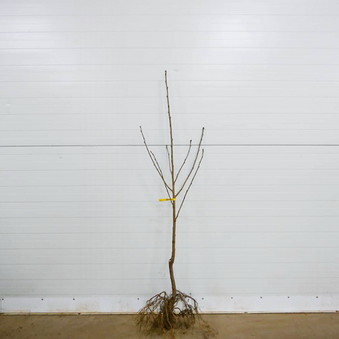 Hapukirsipuu Turgieniewska – paljasjuursed istikud