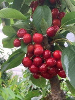 Maguskirsipuu Karesova – paljasjuursed istikud