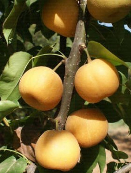 Pirnipuu Aasia Kosui – paljasjuursed istikud