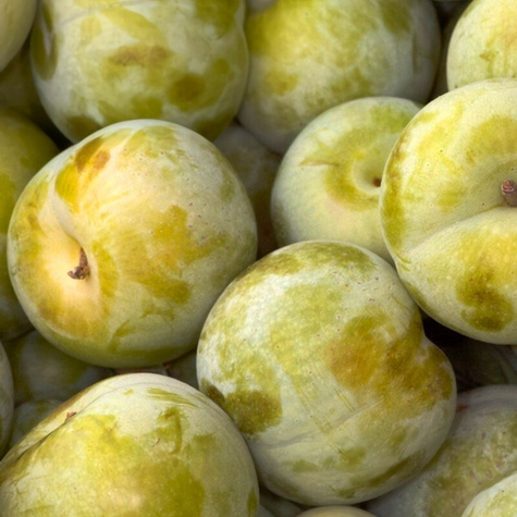 Śliwko-morela Śliwomorela Flawour Queen START PACK 