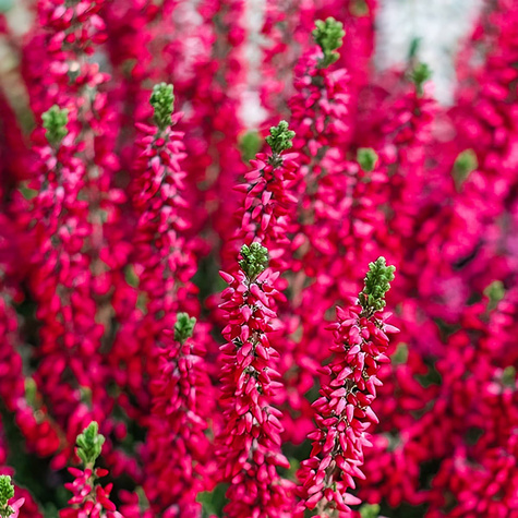 Harilik kanarbik punane, suletud õienuppudega – istikud