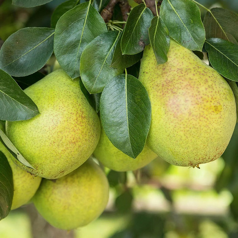 Pirnipuu Lukasowka – paljasjuursed istikud