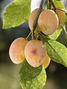 Ploomipuu Wegierka Valge – paljasjuursed istikud