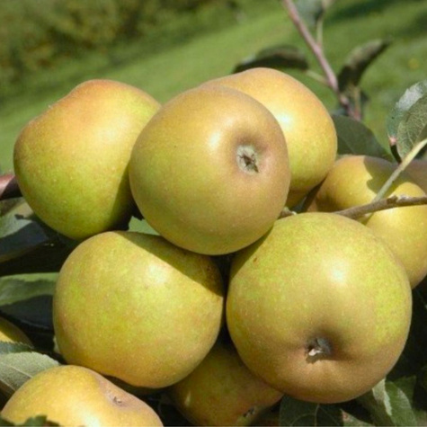 Jabłoń Szara Reneta START PACK 