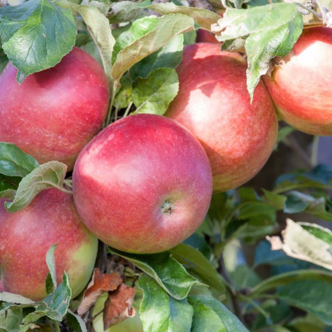 Õunapuu Mango sambakujuline vorm – paljasjuursed istikud