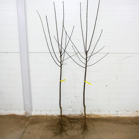 Ploomipuu Renkloda roheline – paljasjuursed istikud