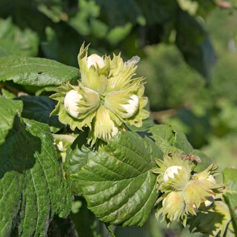 Sarapuu Joanna – paljasjuursed istikud