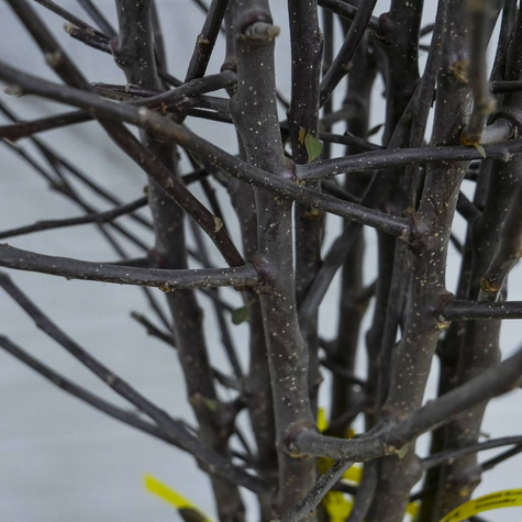 Õunapuu Kronselska – paljasjuursed istikud