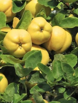 Pirni-küdoonia Rea's Mammoth – paljasjuursed istikud